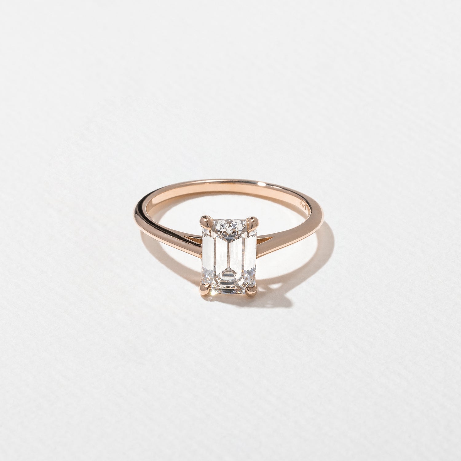 Rose6